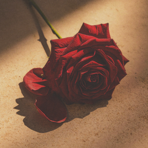 LAVO card rose emotive