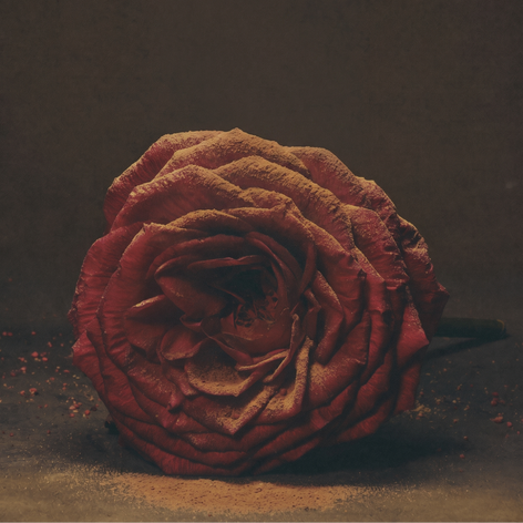 LAVO rose centifolia hero